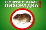 Мышиная лихорадка. Россиян атакует смертельная болезнь грызунов
