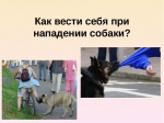Алгоритм действий в случае нападения бродячих собак на человека