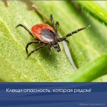 Клещи: опасность, которая рядом!