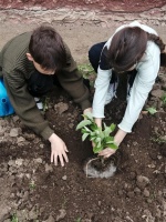 Сад Памяти - 2024!