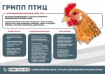 Внимание! Грипп птиц