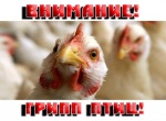 Внимание! Грипп птиц