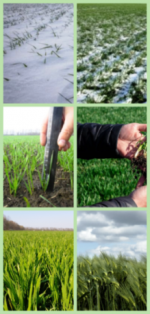 Состояние посевов озимых культур еженедельно отслеживают специалисты Саратовского филиала