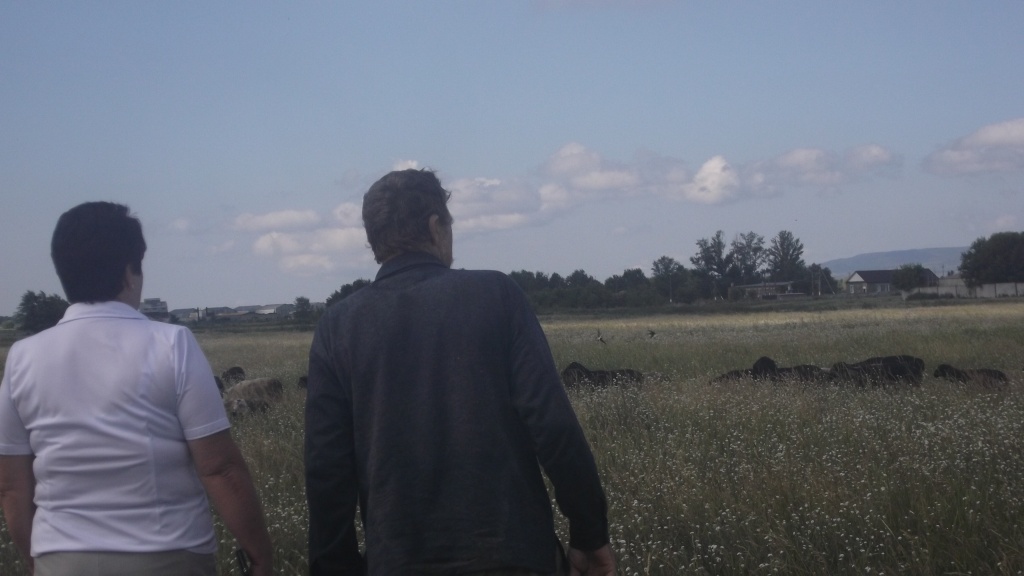 грант овцы.JPG