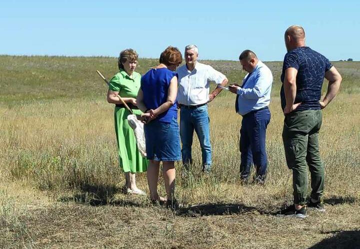 Саранча в Ровном (6).jpg Саранча в Ровном (6).jpg